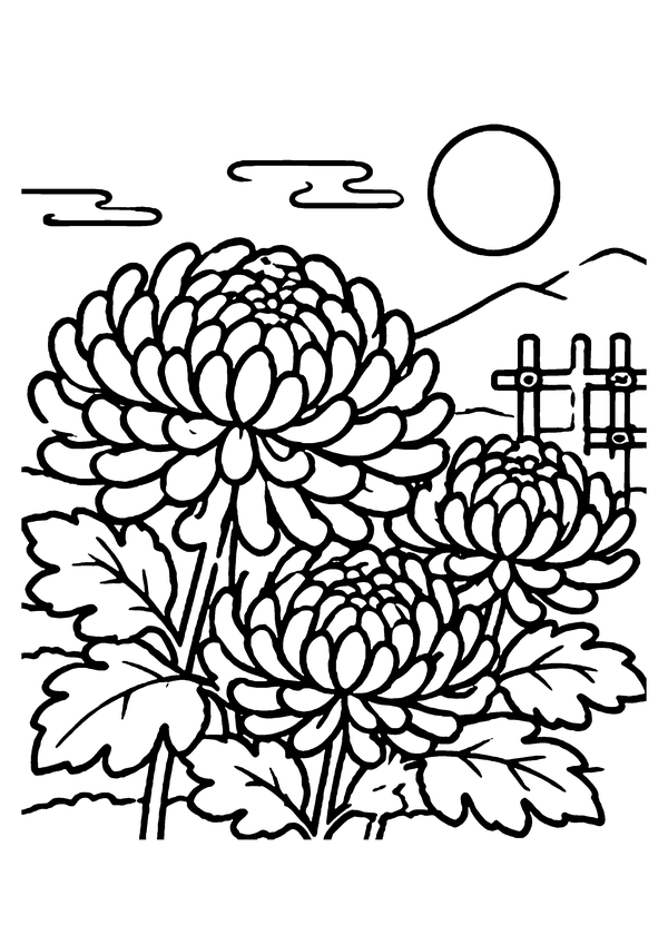 菊の花の塗り絵プリント